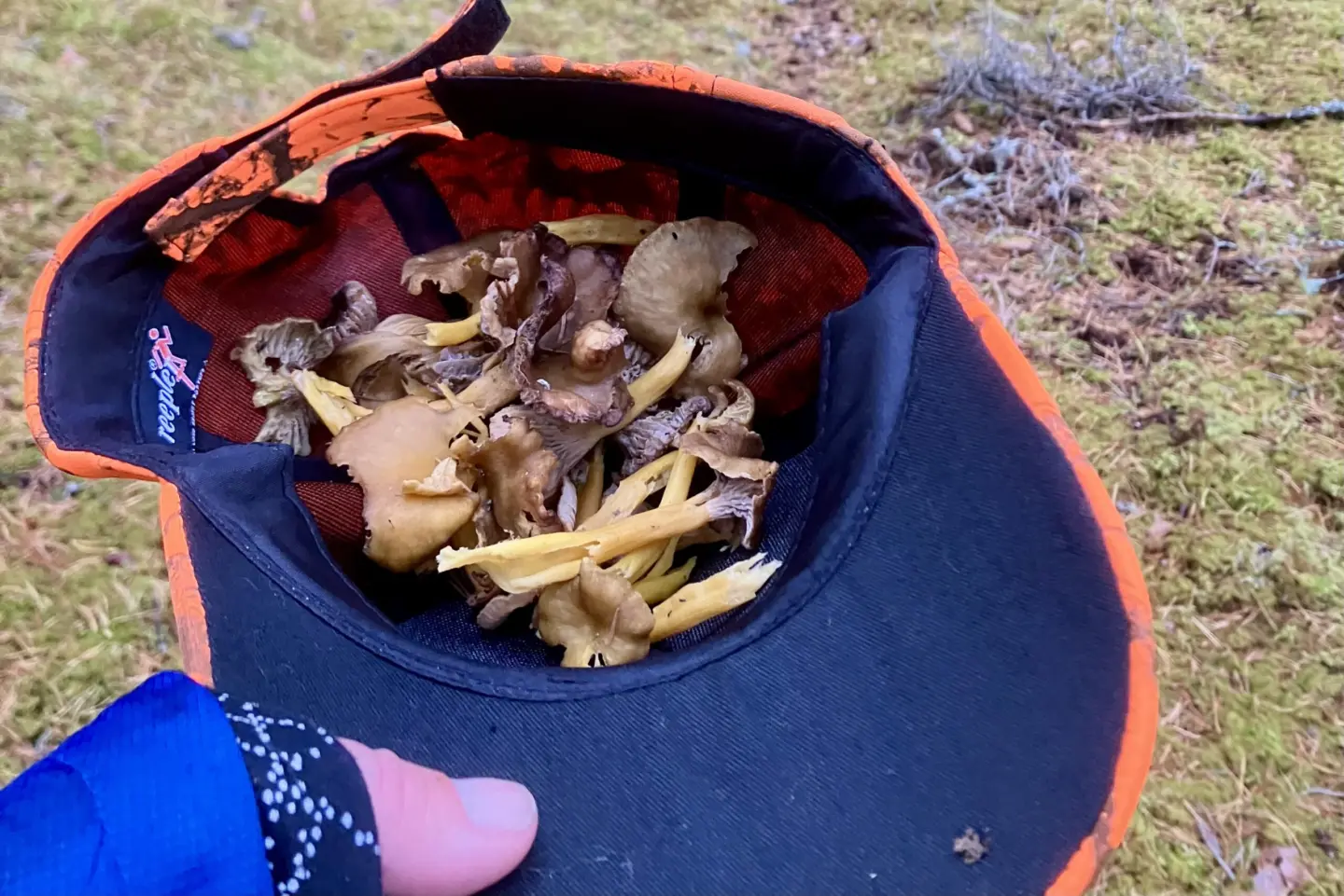 Trattkantareller i varselfärgad keps