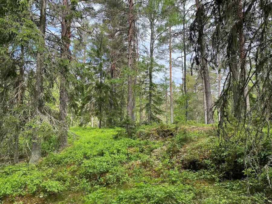 Skog i Fibbetorp
